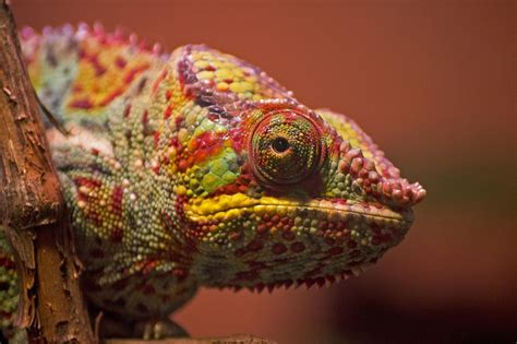 Chameleon Color Bright - Free photo on Pixabay