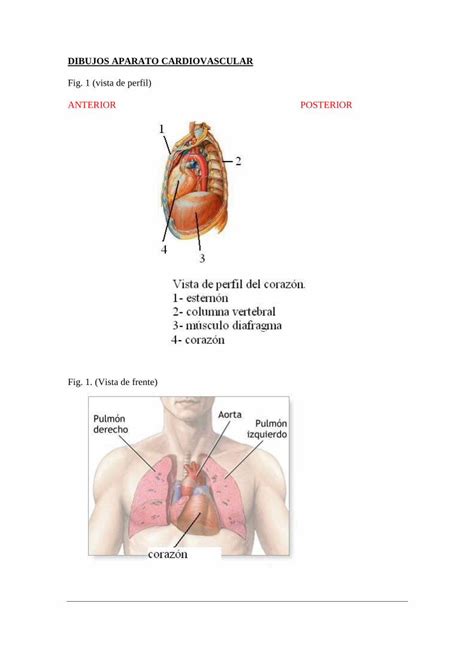 Pdf Dibujos Aparato Cardiovascular Dibujos Aparato