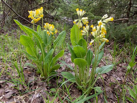 Primula macrocalyx - Изображение особи - Плантариум