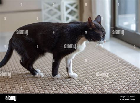 Sick Black And White Cat In The Living Room Stock Photo Alamy