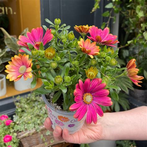 Osteospermum 'Purple Sun' | grow urban. Edinburgh