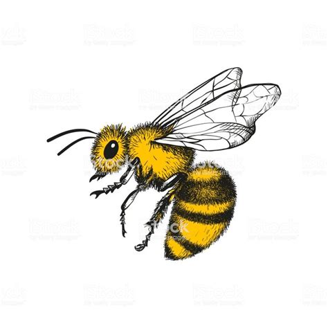 Flying Honey Bee Illustration