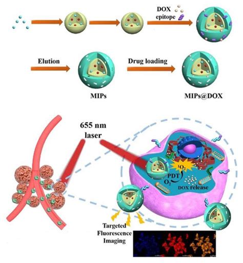 Biosensors | Free Full-Text | Molecularly Imprinted Polymer-Based ...