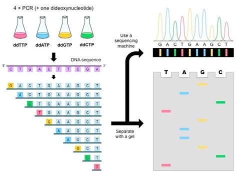 DNA Sequencing- Maxam–Gilbert and Sanger Dideoxy Method