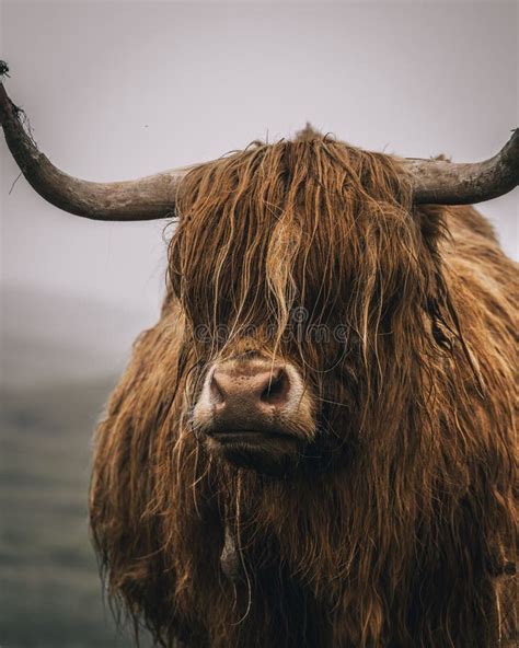 Brown Hairy Scottish Highland Cattle With Foggy Background Stock Image