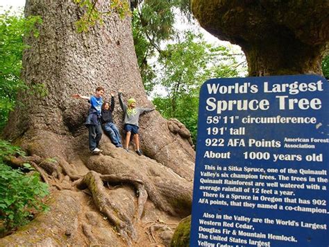 Worlds Largest Sitka Spruce World Record In Quinault Washington