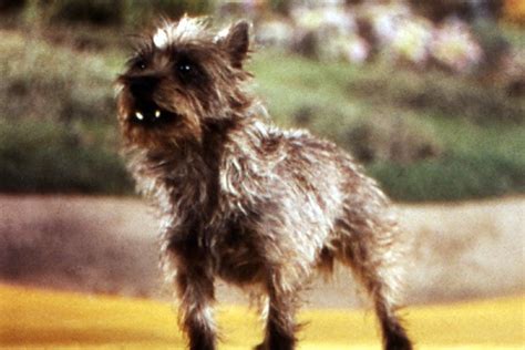 toto  dog   wizard  oz