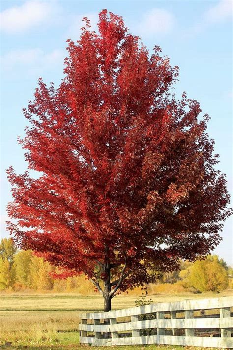 Acer Rubrum Buy In Ukraine A Wide Selection Of Ornamental Cultures Of