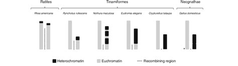 Schematic Representation Showing The Various Steps Of Sex Chromosome