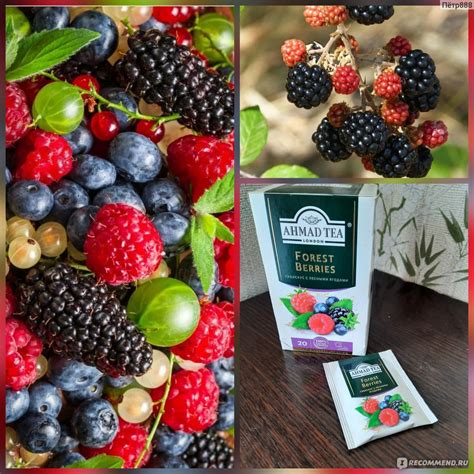 Чай в пакетиках AHMAD Forest Berries травяной c лесными ягодами - «Чай ...