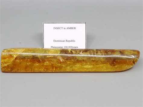 Lot - INSECTS IN AMBER DOMINICAN REPUBLIC. DOMINICAN REPUBLIC