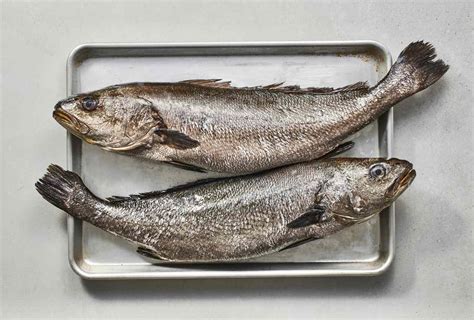 Corvina Fish