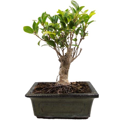 Bo Tree Bonsai Care Guide Miyagi Bonsai