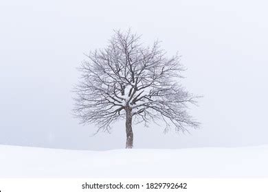 Minimalistic Landscape Lonely Naked Snowy Tree Stock Photo Shutterstock