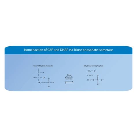 15 Dihydroxyacetone Phosphate Stock Vectors and Vector Art | Shutterstock