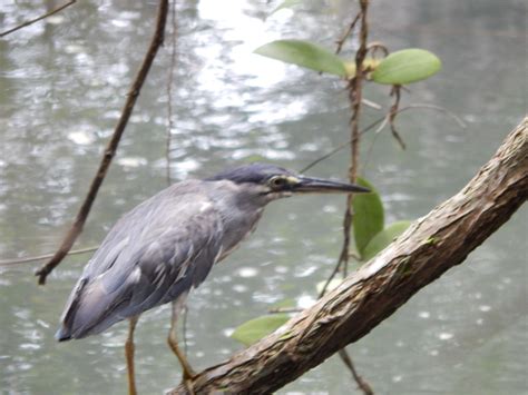 Adventures With The Naked Hermit Crabs What To Expect During A Chek Jawa Boardwalk Outing With