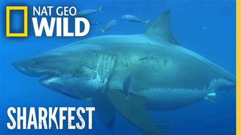 Shark Queens | SharkFest | National Geographic WILD - YouTube