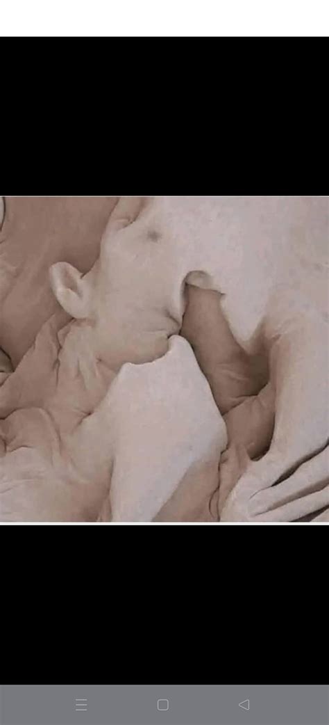 Porno Sex Barbati Gay Romeo Romania