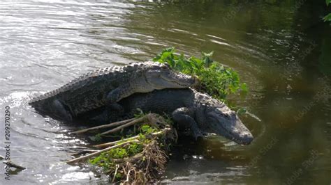 Alligators Male And Female During Mating Period Mate In Water Gator Mating Season In Florida