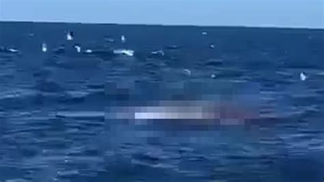 Video shows horror shark attack at Sydney beach | The Advertiser