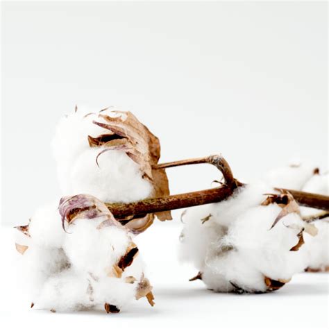Cotton Organic • Sane
