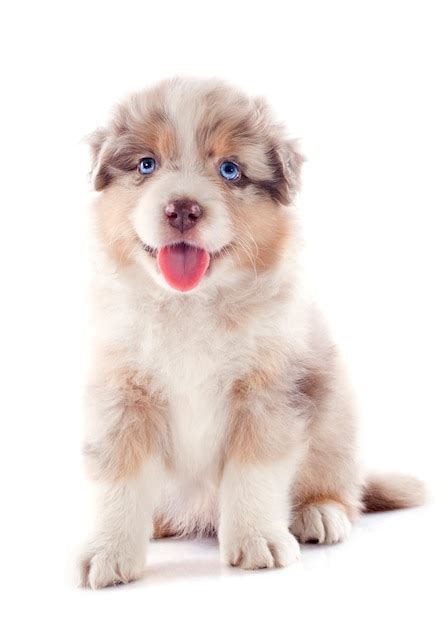 Cachorro Pastor Australiano Foto Premium