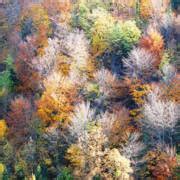 colour  autumn photograph  barbara fine art america