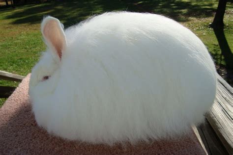 Giant Angora Rabbit Breed Adopt A Rabbit