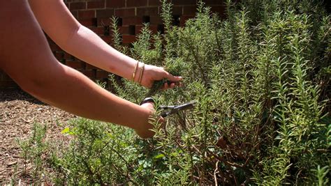 How To Grow Rosemary From Cuttings Propagate Rosemary Theyardable