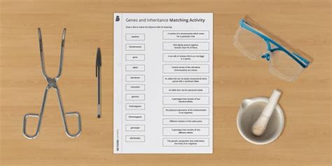 Genes And Inheritance Matching Activity Professor Feito