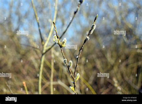 Pussy Willow Branches With Catkins Springtime Spring Stock Photo Alamy
