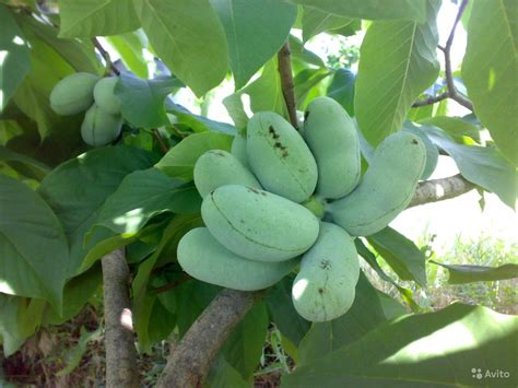 Азимина банановое дерево - 68 фото