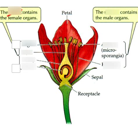 Plant Reproductive Structure Diagram Quizlet