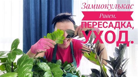 Пересадка замиокулькаса Равен. Мои замиокулькасы и наблюдения за ними ...