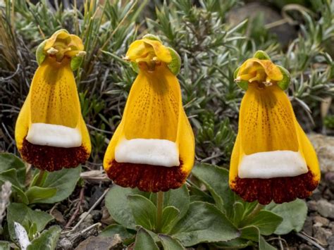 Native Patagonia Flowers And Where To Find Them