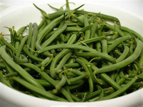 All About Contender Bush Beans Minneopa Orchards