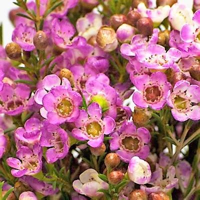 Pink Waxflower - Florabundance Wholesale Flowers