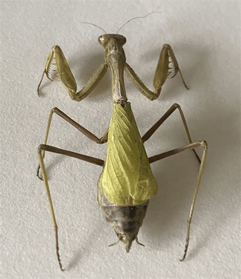 Help Pinned Mantis Abdomen Is Turning Black Rentomology