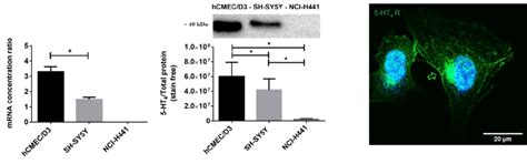 5 Ht4 Receptor Expression In Hcmec D3 Cell Line A Real Time Qpcr Download Scientific Diagram