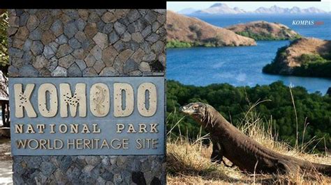 Riuh Soal Harga Tiket Masuk Taman Nasional Komodo Rp 3 7 Juta KLHK