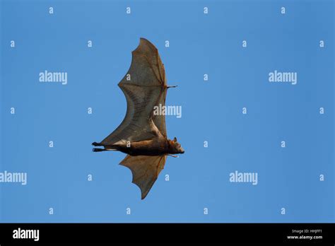 Black Fruit Bat - in flight Pteropus alecto Kakadu National Park ...