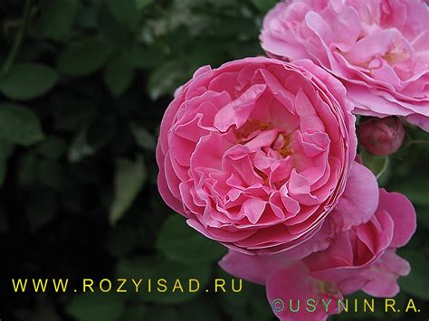 Розы и Сад. Английская кустовая Мэри Роуз, Мери Роуз, Mery Rose, фото ...