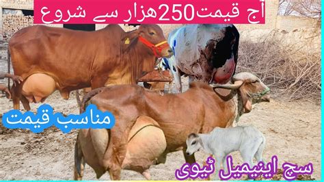 Pakistan Ki Top Gay Sahiwal Jersey Crossbreed Cholistani Cow Youtube