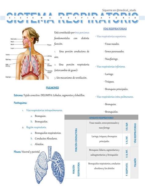 Histolog A Del Aparato Respiratorio Medical Studs Medical Studs Udocz