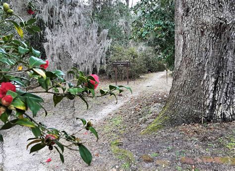 11 Inspiring Reasons to Visit Hampton Plantation SC in 2024