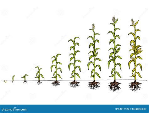 Maize Development Diagram Stages Of Growth Stock Vector Illustration