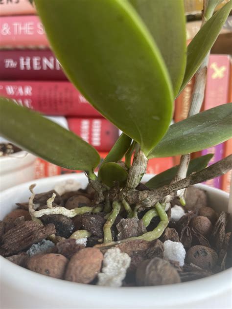 Tiny black spots on cattleya kerrii orchid leaves : r/orchids