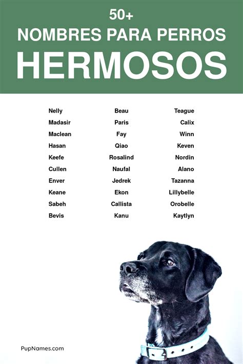 Nombres Hermosos Para Perros Con Significados Nombres Para