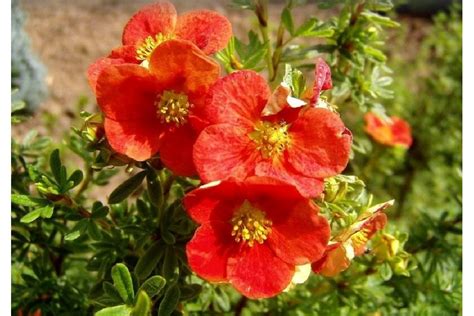 Саженец Лапчатки Ред Айс