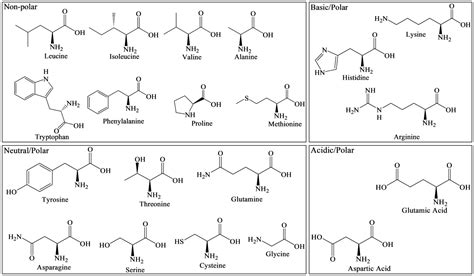 Standard And Non Standard Amino Acids At Dana Reynolds Blog